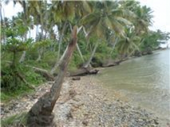 Plot of land samana Samana