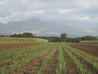 Plot of land Nadi Nadi