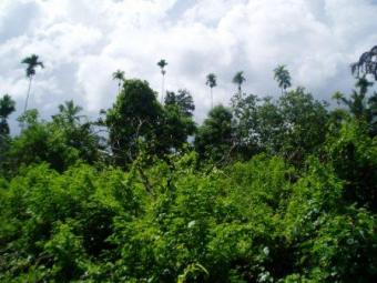 Land for HOTEL SW Coast SriLanka Balapitiya