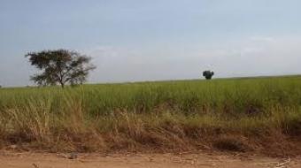 Plot of land Ruiru Ruiru