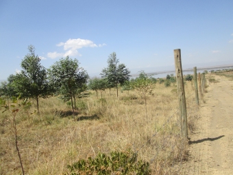 Plot of land Nakuru Nakuru