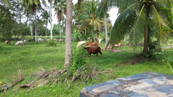 Plot of land Huey Yai, Huey Yai,