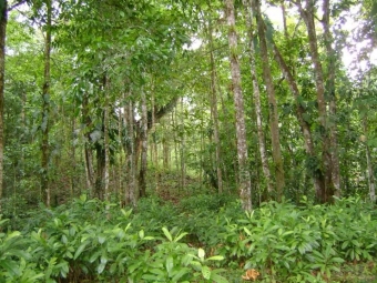 Plot of land Bijagual Bijagual