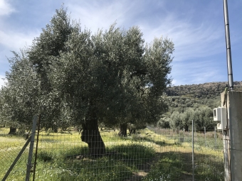 Land for Sale Kalloni