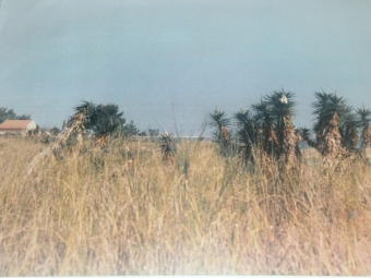 Plot of land Corfu Corfu