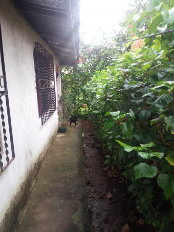 House cariari guapiles limon Cariari Guapiles Limon