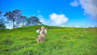 Plot of land Golfito Golfito