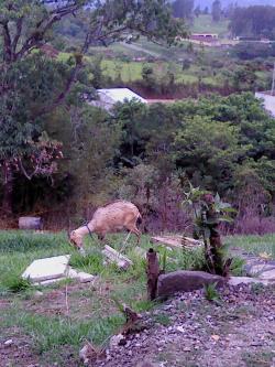 ermosa finca con nacientes Cartago