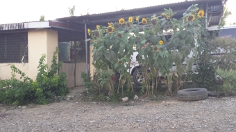 House Nadi Nadi