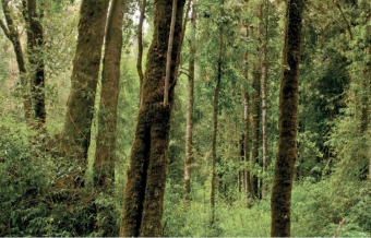 Plot of land Chiloe Chiloe
