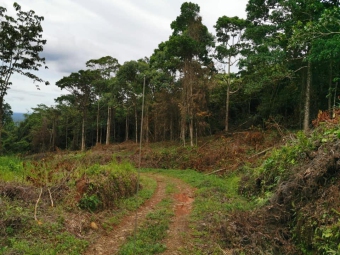 Farm Siquirres Siquirres