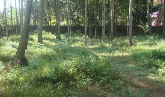 Plot of land Ernakulam Ernakulam