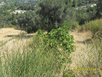 Plot of land EVIA - KUMA Evia   Kuma