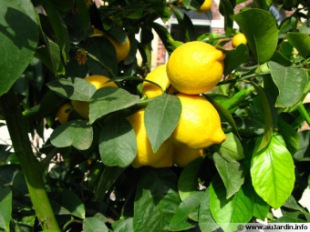 Farm lemon Meknes