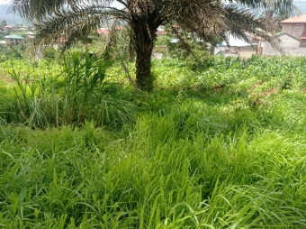 Plot of land Bamenda Bamenda