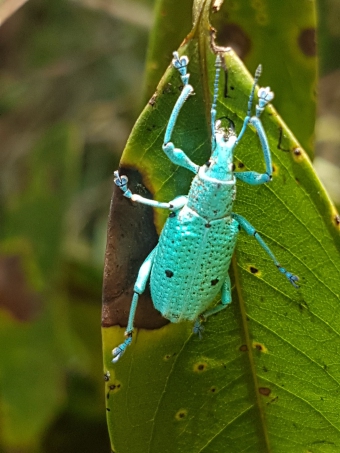 Plot of land Puyo Puyo