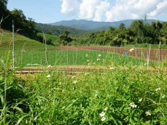 Plot of land Chiang Dao Chiang Dao