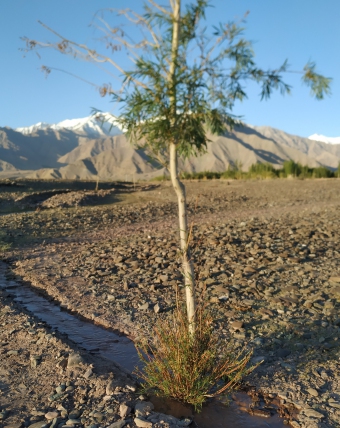 Plot of land Leh ladakh Leh Ladakh