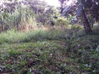 Plot of land Buenos Aires, Puntarenas Buenos Aires, Puntarenas