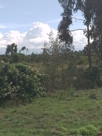 1 Acre Farmland, Mirera #Nanyuki Nanyuki
