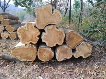 zingana Frankfurt Am Main