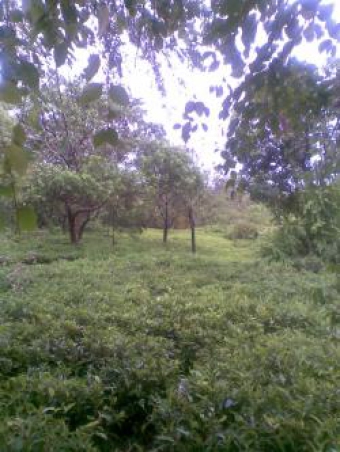 Plot of land nouvelle France Nouvelle France