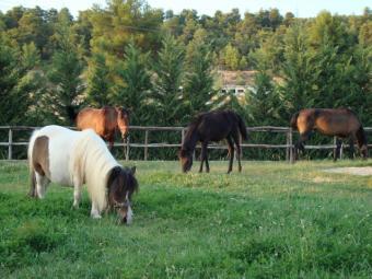 Great Investment near Athens Theologos