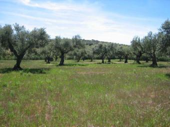 Plot of 12500 m2 with license to Ronda