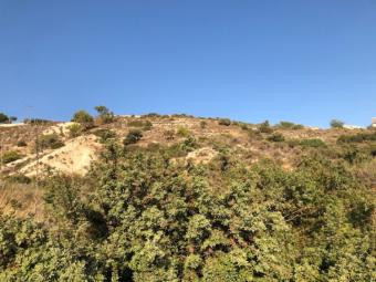 Field Pachna Pachna  Limassol