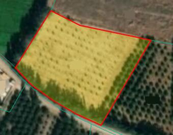 Field Mandria Mandria  Paphos