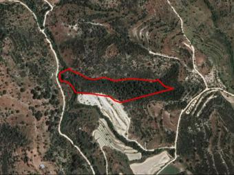 Field Mousere Mousere  Paphos