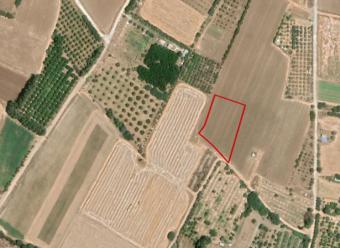 Field Timi Timi  Paphos