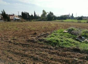 Field Pachna Pachna  Limassol
