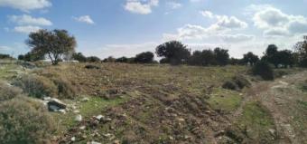 Field Pachna Pachna  Limassol
