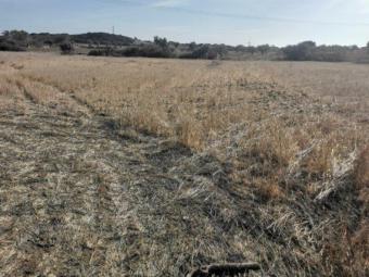 Field Pachna Pachna  Limassol