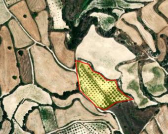 Field Letymvou Letymvou  Paphos