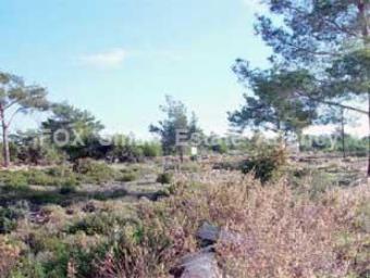 Field Souni Souni  Limassol
