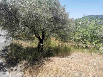 Field Akrounta Akrounta  Limassol