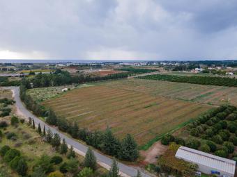Field Mandria Mandria  Paphos