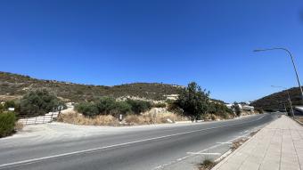 Field Panthea Panthea  Limassol