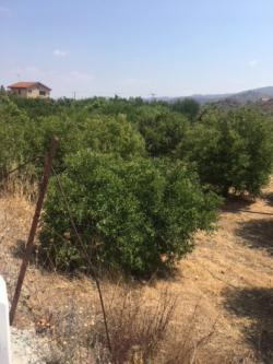 Field Eptagoneia Eptagoneia  Limassol