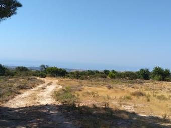 Field Souni Souni  Limassol