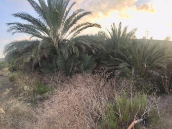 Field Moni Moni  Limassol