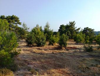 Field Dora Dora  Limassol