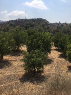 Field Finikaria Finikaria  Limassol