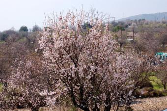 Field Agios Mamas Agios Mamas  Limassol