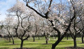 Field Agios Mamas Agios Mamas  Limassol